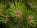 Pinus nigra Lesisko (Tomszak) IMG_0550 Sosna czarna